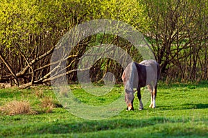 Horse on a grass background in the Ukrainian village