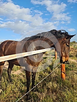 Horse grass beauty Ceduna SA Brown