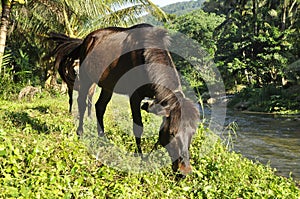 Horse Grass Field Brown Eat