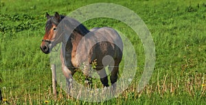 Horse, grass field and countryside for nature relax outdoor in environment for land, sustainability or animal. Stallion