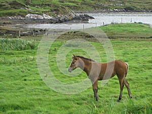A horse on the grass near the ocean fiord, Ireland photo