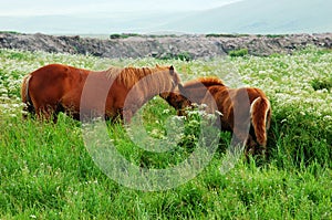 Horse in the grassland