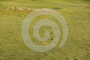 Horse on Grassland