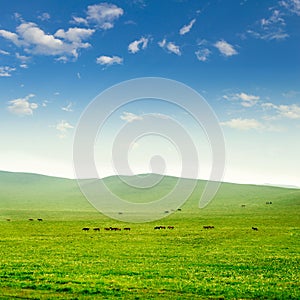 Horse on the grassland