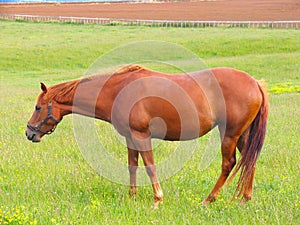 Horse And Grassland