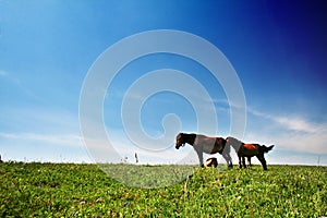 Horse in grassland