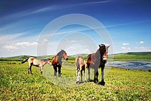 horse in grassland