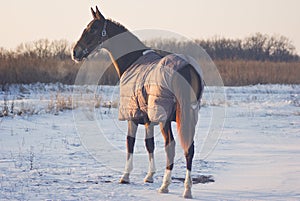 Horse in a gray horse-cloth stand on the snowy field