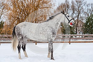 Horse in gray wool rests on a snowy field