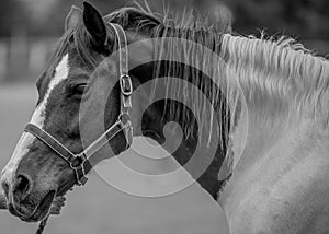 Horse in grayscale photo