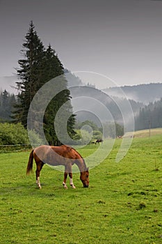 Horse on graze