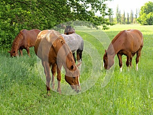 Horse graze