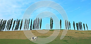 Horse graze on the farmland