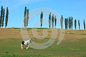 Horse graze on the farmland