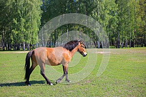 Horse graze on the field