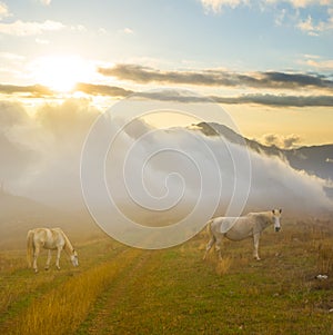 horse graze on mountain pasture at the sunset