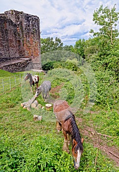 Horse graze near the Raglan Castle, Monmouthshire, South Wales