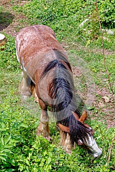 Horse graze near the Raglan Castle, Monmouthshire, South Wales