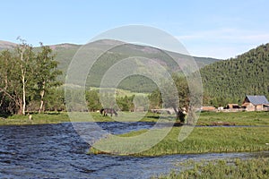 The horse is grazed at the river, Russia, Altai