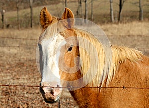 Horse grazes in a field.