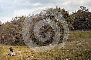 A horse grazes in a field. photo