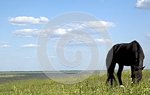 Horse grazes in a field, flowering meadow, sky in the clouds