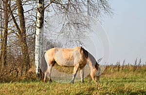 Horse grazes in a field with grass at rural. The brown horses is eating grass on the field at farm. Farmland and and Animal