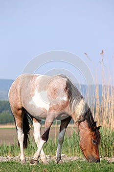 The horse grazes the grass photo