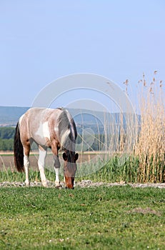 The horse grazes the grass in the meadow