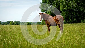 horse grazes on a green meadow