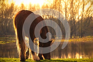 Horse Grazes By Lake In Sunshine