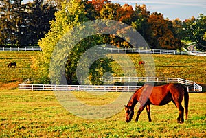 A horse grazes in a meadow in autumn