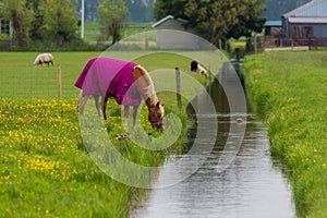 A horse grazes in a meadow near a water channel in the Dutch countryside