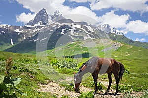 Horse grazes in mountains of Svaneti, Mestia. horse on hilly terrain in mountain against background of Mount Ushba photo