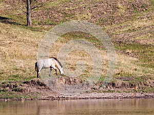 Horse grazes near the lake