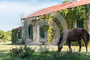 Horse Grazes in open field