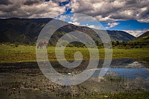 A horse grazes by the river under the blue sky and white clouds