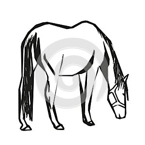 Horse grazes , vector drawing photo