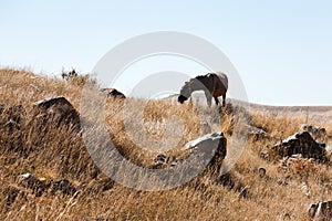 Horse grazes in Zorats Karer in Armenia