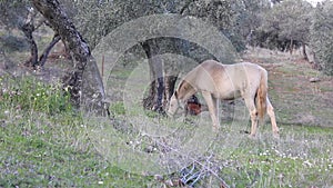 Horse grazing