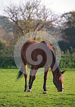 Horse grazing