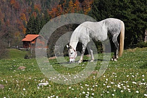 A horse grazing