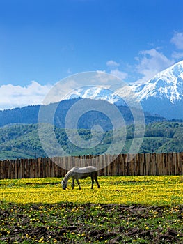 Un caballo pastos 