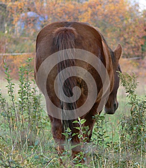 Horse grazing