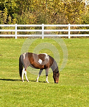 Horse grazing photo