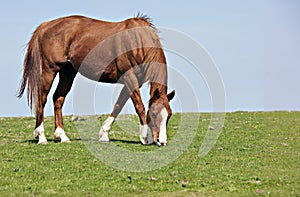 Horse Grazing