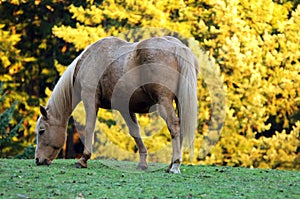horse grazing
