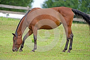 Horse Grazing