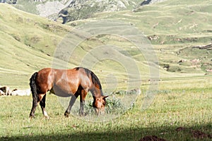 Horse grazing