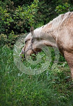 horse grazing